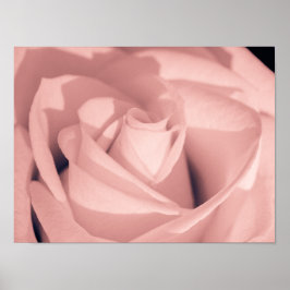 Romantic Pink Rose Flower Archival Art Poster