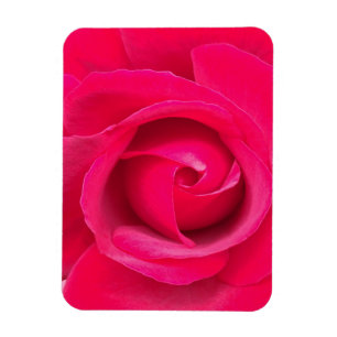 Romantic Red Rosa ros Magnet