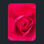 Romantic Red Rosa ros v2 Magnet<br><div class="desc">Romantisk rosa och röd ros.</div>