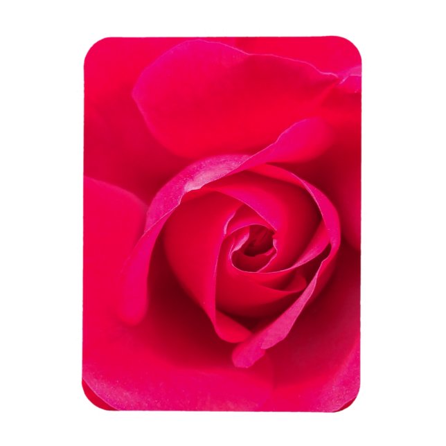 Romantic Red Rosa ros v2 Magnet (Vertikal)