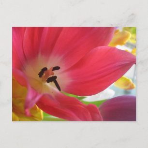 Romantic Red Tulip-vykort Vykort