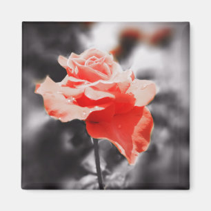 Romantic Ro Flowers #3 Magnet
