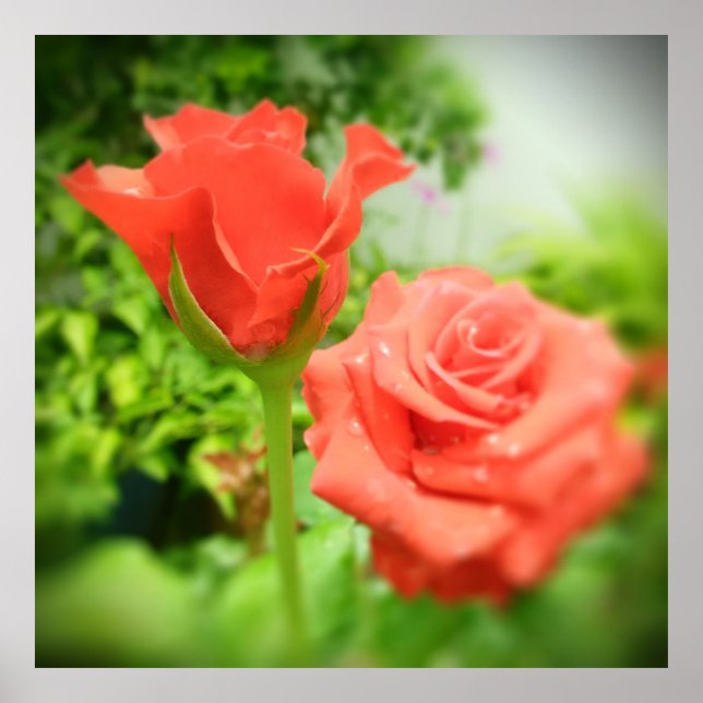 Romantic Ro Flowers Poster (Framsidan)