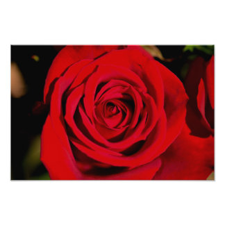 Romantic Röd ros Fototryck