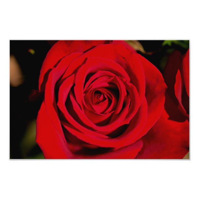Romantic Röd ros Fototryck (Framsidan)