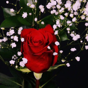 Romantic Röd ros Valentine-kort Tack Kort