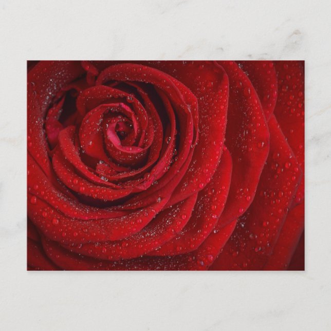 Romantic Röd ros Vykort (Framsida)