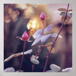 Romantic Rosa ros Buds in Sunset Bokeh Backlight Poster