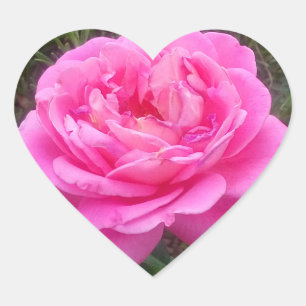 Romantic Rosa ros "Leonardo Da Vinci" Hjärtformat Klistermärke
