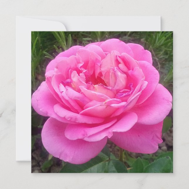 Romantic Rosa ros "Leonardo Da Vinci" Kort (Framsida)