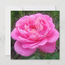 Romantic Rosa ros "Leonardo Da Vinci" Kort