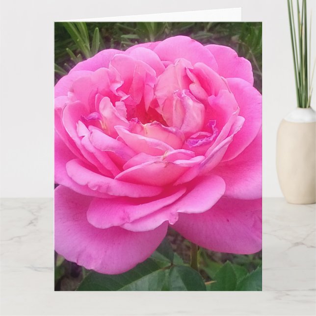 Romantic Rosa ros "Leonardo Da Vinci" Kort (Framsida)