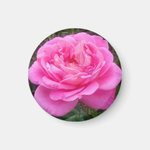 Romantic Rosa ros "Leonardo Da Vinci" Magnet