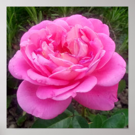 Romantic Rosa ros "Leonardo Da Vinci" Poster