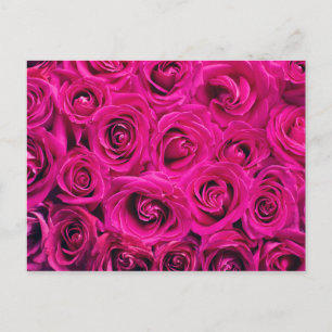 Romantic Rosa ros Vykort