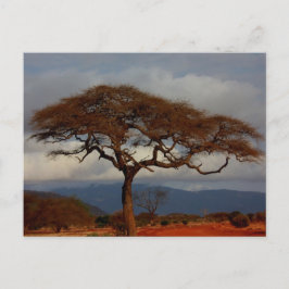 Romantic Safari Afrika Möhippa - tack för dina kor Vykort