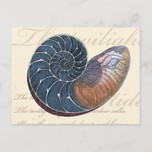 Romantic Seashell Vykort