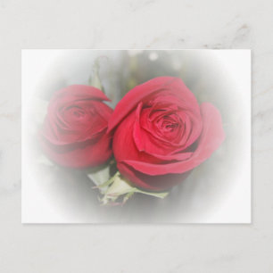 Romantic Soft Röd ros Vykort