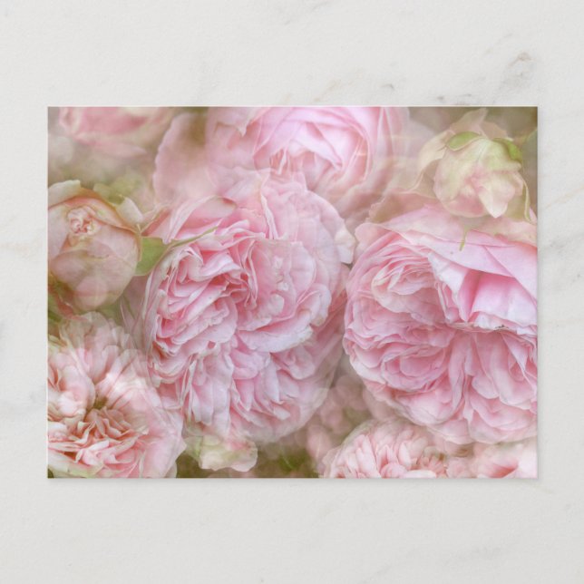 Romantische Rosen - Romantic Roses Vykort (Framsida)