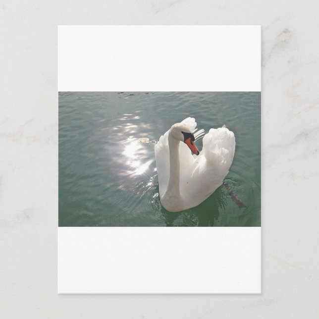 Romantischer weisser Schwan Vykort (Framsida)