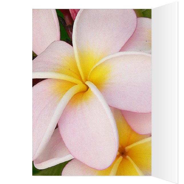 romantisk blommar osa färgstark chic hälsningskort (Insidan (Vänster))