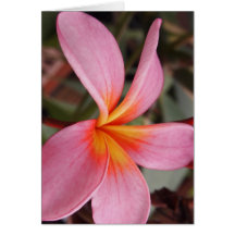 romantisk blommar osa färgstark chic