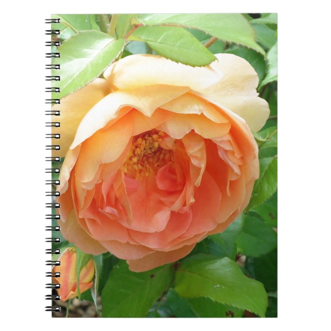 Romantisk elegant Orange Ro Anteckningsbok (Framsidan)