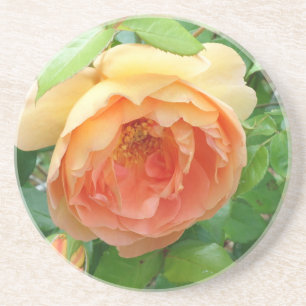 Romantisk elegant Orange Ro Underlägg