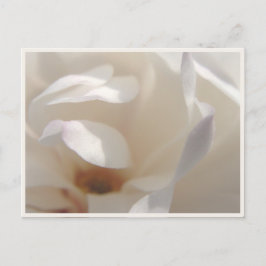 Romantisk Elfenbensfärgad Magnolia Spara Datumet Meddelande Vykort