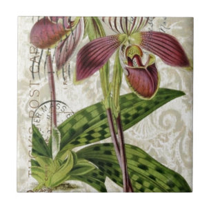 romantisk parisian tropisk fransk botanisk orchid kakelplatta