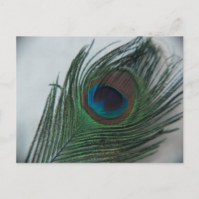 Romantisk Peacock Feather Vykort (Framsida)