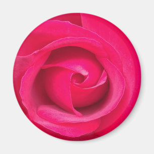 Romantisk röd rosa ros magnet