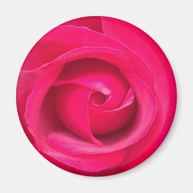 Romantisk röd rosa ros magnet (Framsidan)