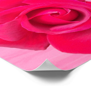 Romantisk röd rosa ros poster