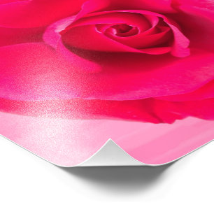 Romantisk röd rosa ros v2 fototryck