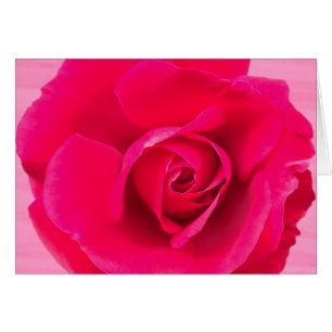 Romantisk röd rosa ros v2 hälsningskort
