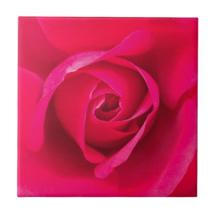Romantisk röd rosa ros v2 kakelplatta
