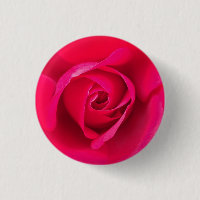 Romantisk röd rosa ros v2