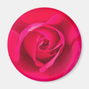 Romantisk röd rosa ros v2 magnet