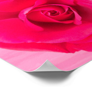 Romantisk röd rosa ros v2 poster