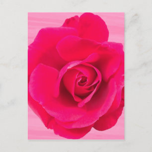 Romantisk röd rosa ros v2 vykort