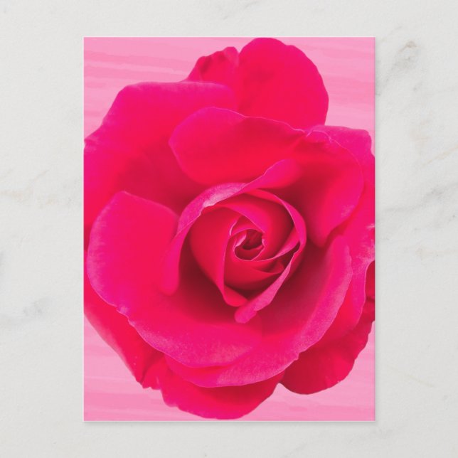 Romantisk röd rosa ros v2 vykort (Framsida)