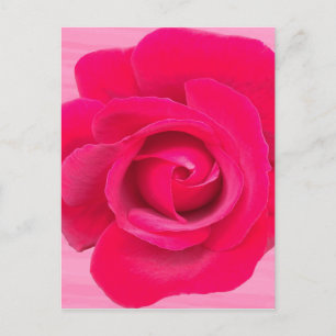 Romantisk röd rosa ros vykort