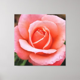 Romantisk ros botaniskt konsttryck canvastryck