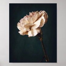 Romantisk Rosa Carnation Fine Art Photography