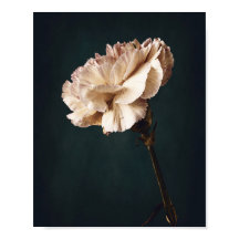 Romantisk Rosa Carnation Fine Art Photography