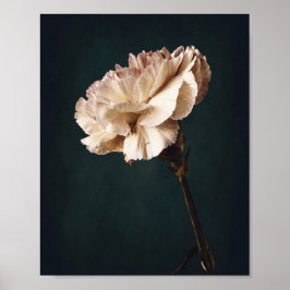 Romantisk Rosa Carnation Fine Art Photography Poster