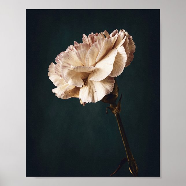 Romantisk Rosa Carnation Fine Art Photography Poster (Framsidan)
