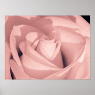Romantisk rosa ros Blomster Arkiv Konst Poster