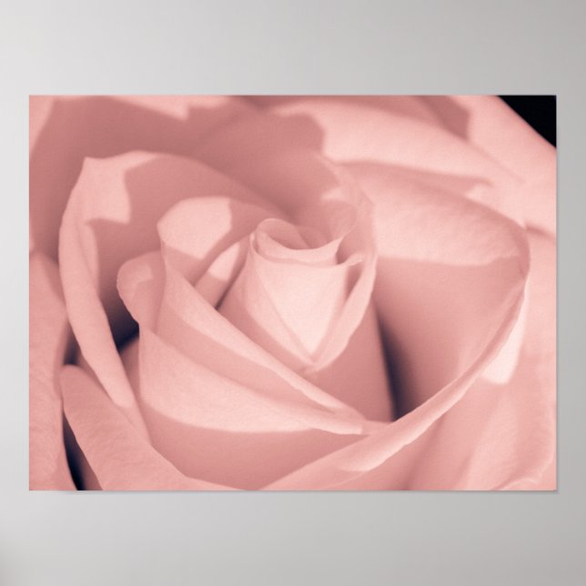 Romantisk rosa ros Blomster Arkiv Konst Poster (Framsidan)